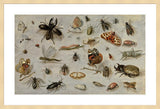 Framed Print | Jan van Kessel "A study of Butterflies, Moths, Spiders, and Insects"