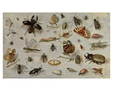 Framed Print | Jan van Kessel "A study of Butterflies, Moths, Spiders, and Insects"