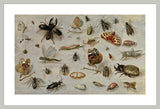 Framed Print | Jan van Kessel "A study of Butterflies, Moths, Spiders, and Insects"