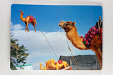 Martin Parr - Animals