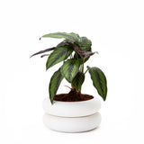 Stacking Planter - Multiple Sizes
