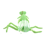 Praying Mantis Insect