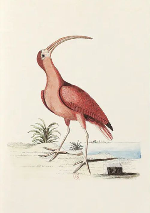 Notebook Collection of Various Birds