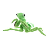 Praying Mantis Insect