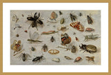 Framed Print | Jan van Kessel "A study of Butterflies, Moths, Spiders, and Insects"