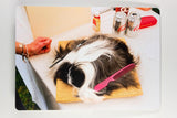 Martin Parr - Animals