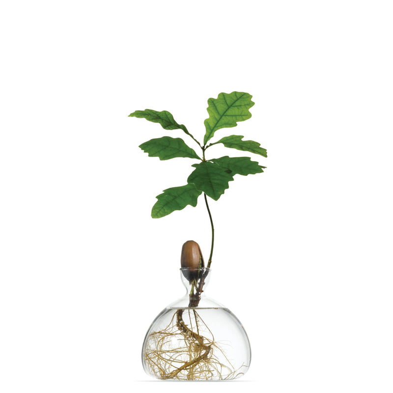 Acorn Vase - Clear