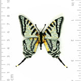 Scarce Swallowtail Brooch Pin