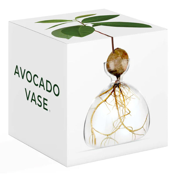 Avocado Vase - Clear