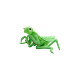Praying Mantis Insect