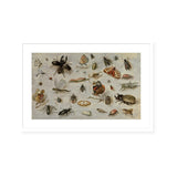 Framed Print | Jan van Kessel "A study of Butterflies, Moths, Spiders, and Insects"