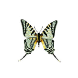 Scarce Swallowtail Brooch Pin